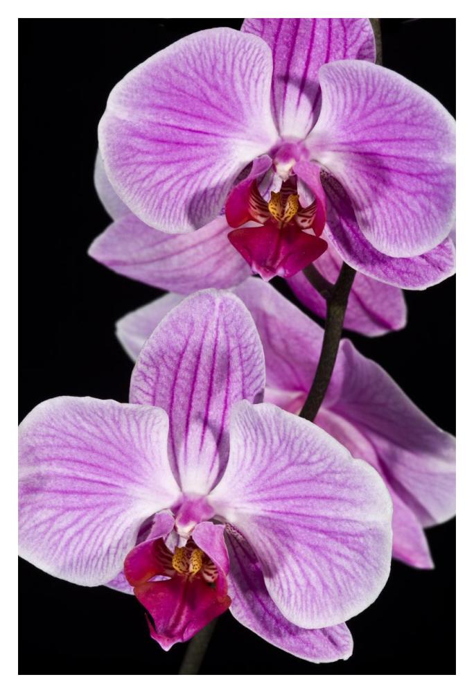 Orchid Flowering, Beveren-Waas, Belgium-Paper Art-14''X20''