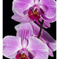 Orchid Flowering, Beveren-Waas, Belgium-Paper Art-22''X32''