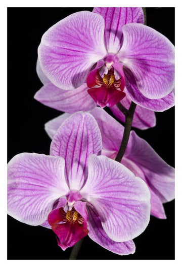 Orchid Flowering, Beveren-Waas, Belgium-Paper Art-26''X38''
