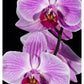 Orchid Flowering, Beveren-Waas, Belgium-Paper Art-34''X50''