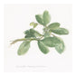 Sweet Marjoram -Paper Art-20''X20''