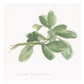 Sweet Marjoram -Paper Art-26''X26''