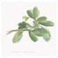 Sweet Marjoram -Paper Art-42''X42''