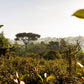 Ethiopia Limmu