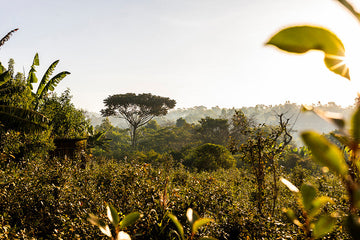 Ethiopia Limmu