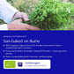 Greek Oregano (Ikaria Blue Zone)