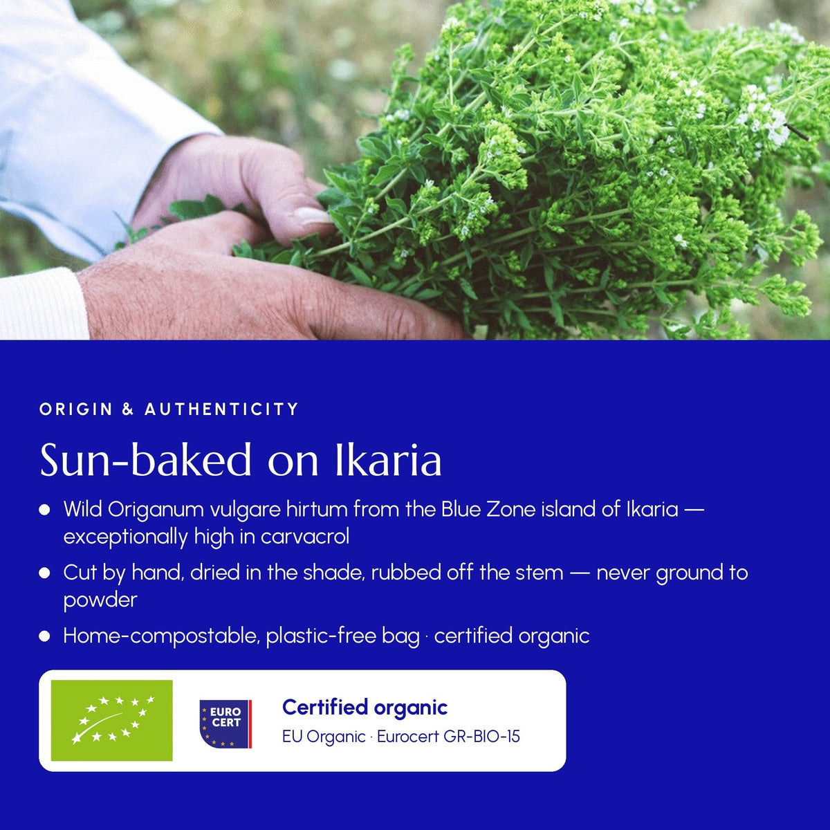 Greek Oregano (Ikaria Blue Zone)