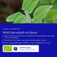 Greek Sage Tea (Ikaria Blue Zone)