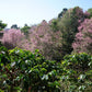HUAI CHOMPHU ANAEROBIC BLACK HONEY