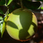 Fresh Premium Emerald Pomelo - Whole Case 24.25lbs