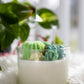 Succulent Cacti Candle with Glass Terrarium Garden Gift, Cactus Blossom Scent