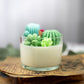 Succulent Cacti Candle with Glass Terrarium Garden Gift, Cactus Blossom Scent