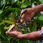 Guatemala Vanilla Beans - Whole Grade A Vanilla Pods for Vanilla Extract and Baking