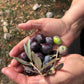 Greek Single-Estate Manaki Extra Virgin Olive Oil | PDO Certified | Kores Estate, Greece