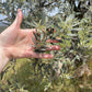 Greek Single-Estate Manaki Extra Virgin Olive Oil | PDO Certified | Kores Estate, Greece