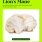 Organic Lion's Mane WellDrops Tincture