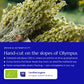 Mountain Tea (Mount Olympus)