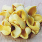 Fresh Orecchiette Pasta