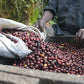 Dark Roast Blend