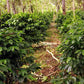 Guatemala Bella Carmona