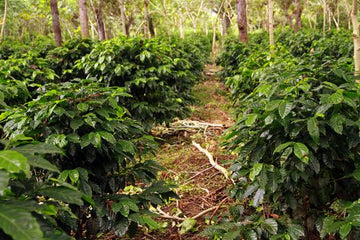 Guatemala Bella Carmona