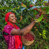 Ethiopian Sidamo
