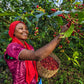 Ethiopian Sidamo