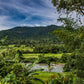 Sumatra Gayo