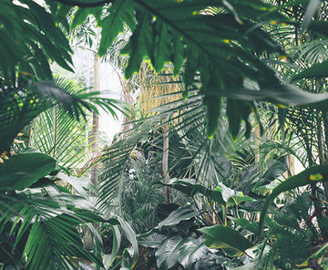 Rainforest Espresso