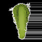Samidori Single Cultivar Matcha