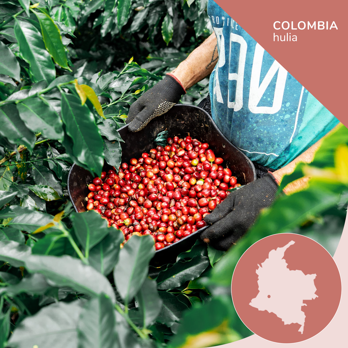 Colombian Pink Bourbon - Opaqa Amelia’s Blossom