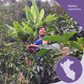 Specialty Peruvian Organic Coffee, Opaqa Dama de Los Andes