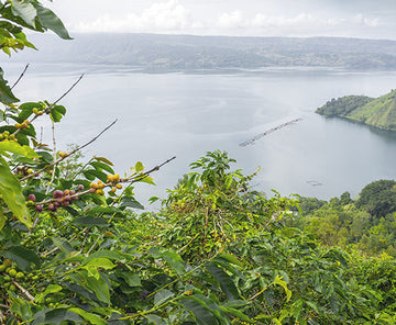 Sumatra Mandheling