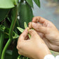 Rwanda Vanilla Beans Grade A Whole Pods