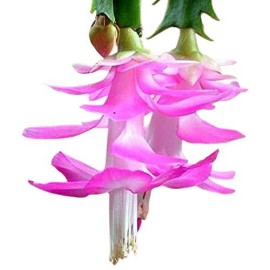 9Greenbox - Pink Christmas Cactus Plant - Zygocactus - 4 Pot
