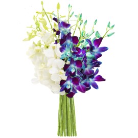 Kabloom Prime Overnight Delivery - Starry Night In The Tropics Bouquet Of Blue And White Orchids From Thailand
