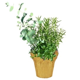 Live Aromatic and Healthy Herb Combo in Deco Cover - Breathe Better, Combo Includes Eucalpytus, Mint, and Rosemary, 12 Tall by 6 Wide in 1.25 Quart Pot