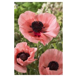 Oriental Poppy Salmon Variety Flowers-Paper Art-14