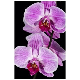 Orchid flowering, Beveren-Waas, Belgium-Paper Art-42