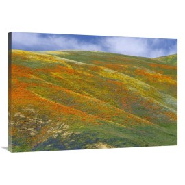 California Poppy covered hillside, spring, Tehachapi Hills near Gorman, California-Canvas Art-40